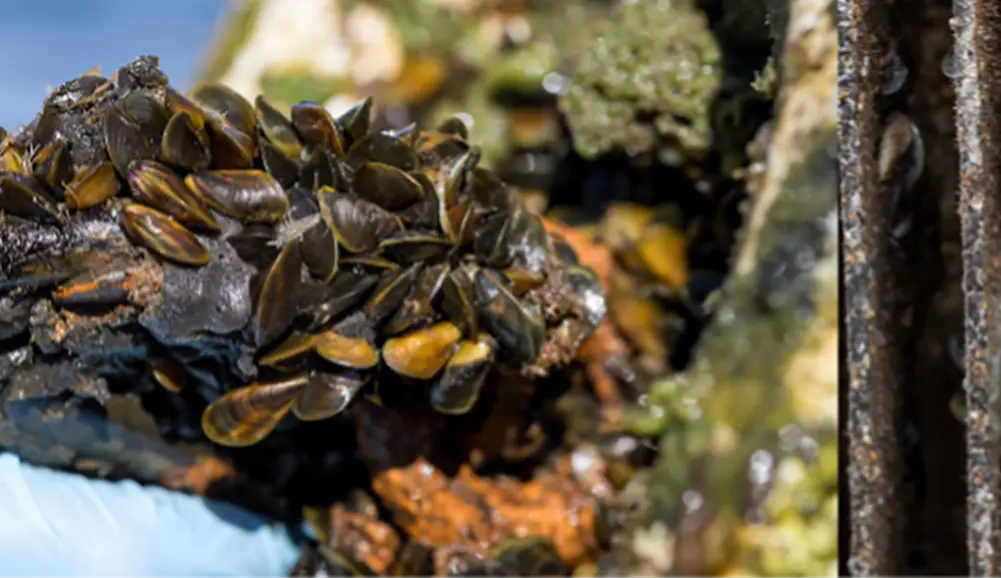 Golden Mussels and Water Infrastructure: What Owners Need to Know 